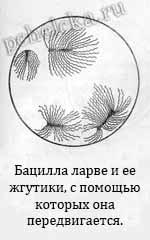 Бацилла ларве