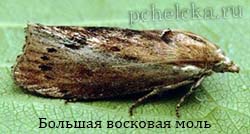 Большая восковая моль