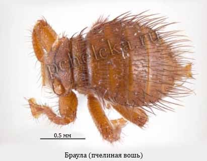Браула - возбудитель браулёза Браула