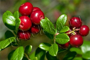 Плоды и листья брусники лесной Брусника лесная