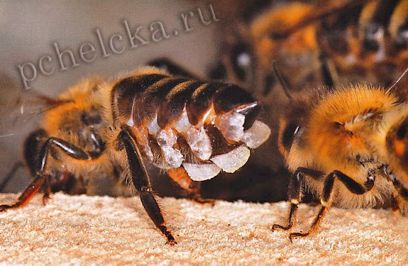 На брюшке пчелы видны восковые желёзы Восковые желёзы пчелы