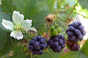 Плоды, цветы и листья ежевики Ежевика
