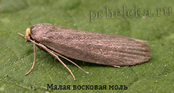 Малая восковая моль