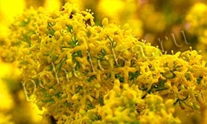 Цветение подмаренника настоящего Подмаренник настоящий