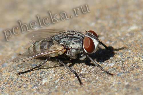 Сенотаиния