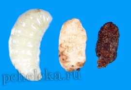 Личинки поражённые аспергиллёзом