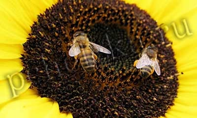 Пчёлы опыляют цветок масличной культуры - подсолнуха Пчёлы опыляют цветок