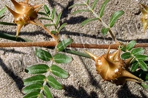 Якорец стелющийся