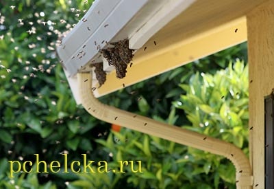 Пчёлы роятся под крышей дома Рой злых пчёл