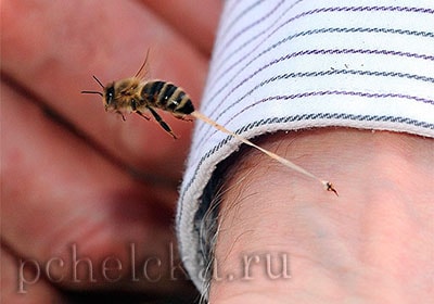 Укус пчелы