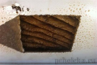 Пчелиный рой поселившийся в пространстве навесного потолка Пчёлы в квартире