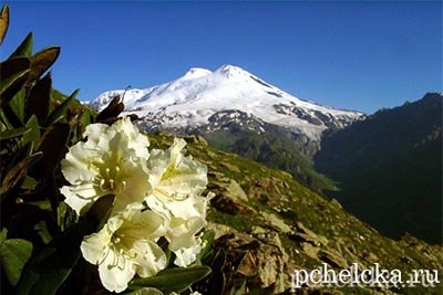 Рододендрон - источник нектара для безумного мёда Рододендрон