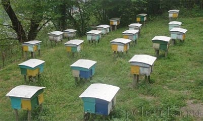 Пасека КОСП