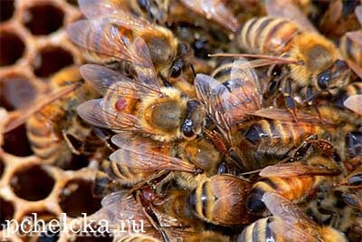 Несколько пчёл в улье, заражённые клещём варроа Пчёлы заражённые клещём варроа
