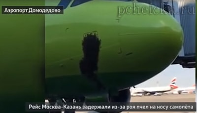 Пчёлы облепили самолёт