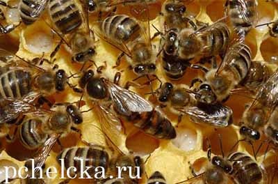 Пчелиная матка в окружении рабочих пчёл Пчеломатка